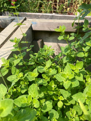 OREGANO - Italian Purple Blossom